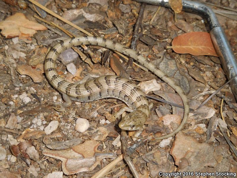 Arizona Alligator Lizard (Elgaria kingii nobilis)