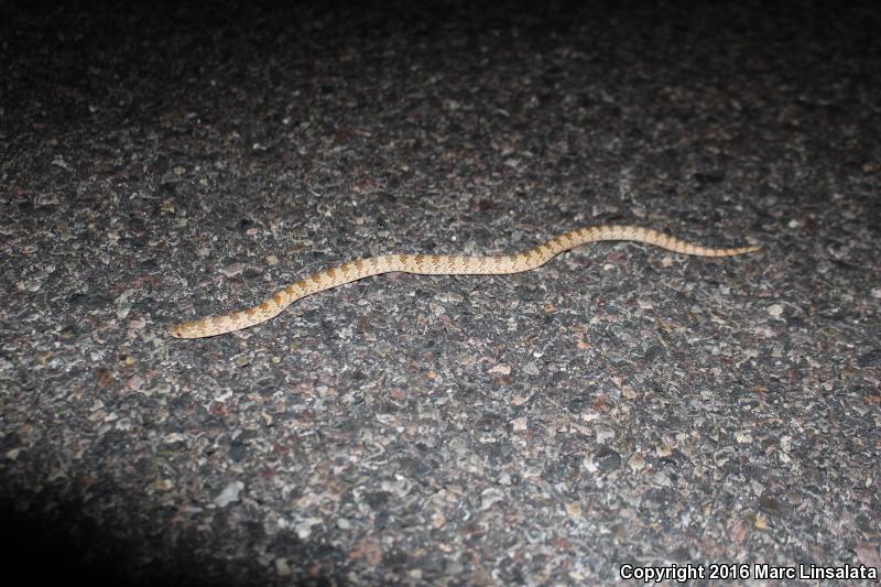 Chihuahuan Hook-nosed Snake (Gyalopion canum)