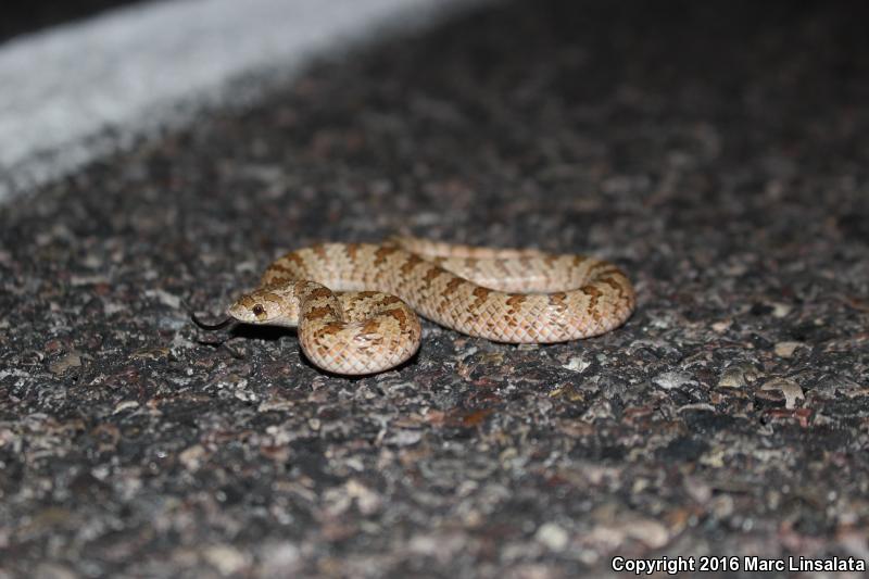 Chihuahuan Hook-nosed Snake (Gyalopion canum)