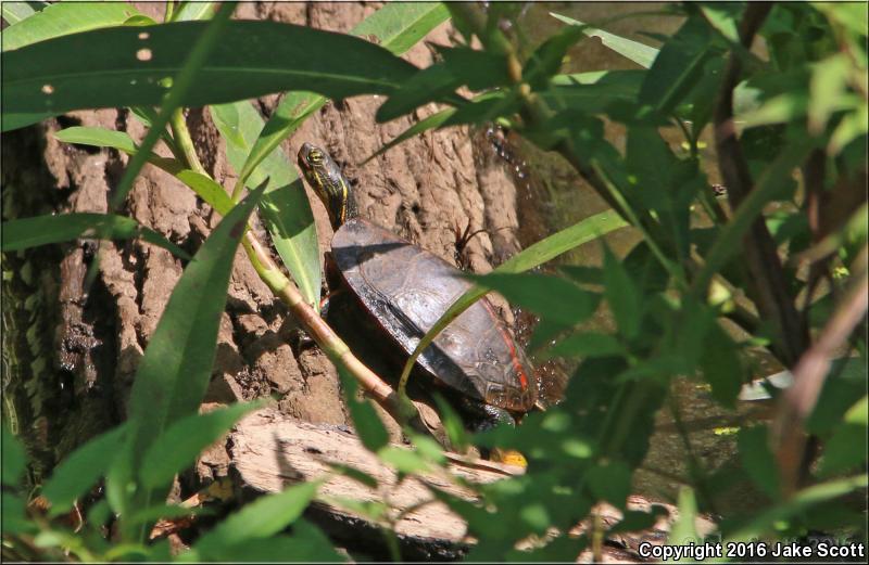 Southern Painted Turtle (Chrysemys dorsalis)