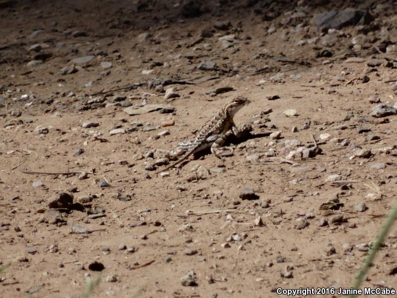 Elegant Earless Lizard (Holbrookia elegans)