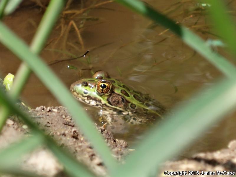 Chiricahua Leopard Frog (Lithobates chiricahuensis)