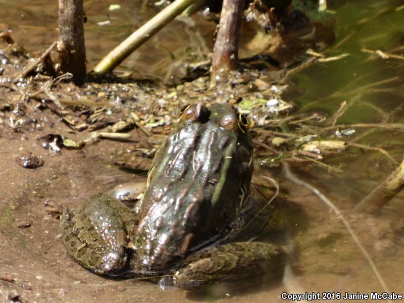 Chiricahua Leopard Frog (Lithobates chiricahuensis)