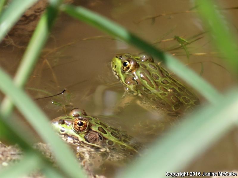 Chiricahua Leopard Frog (Lithobates chiricahuensis)