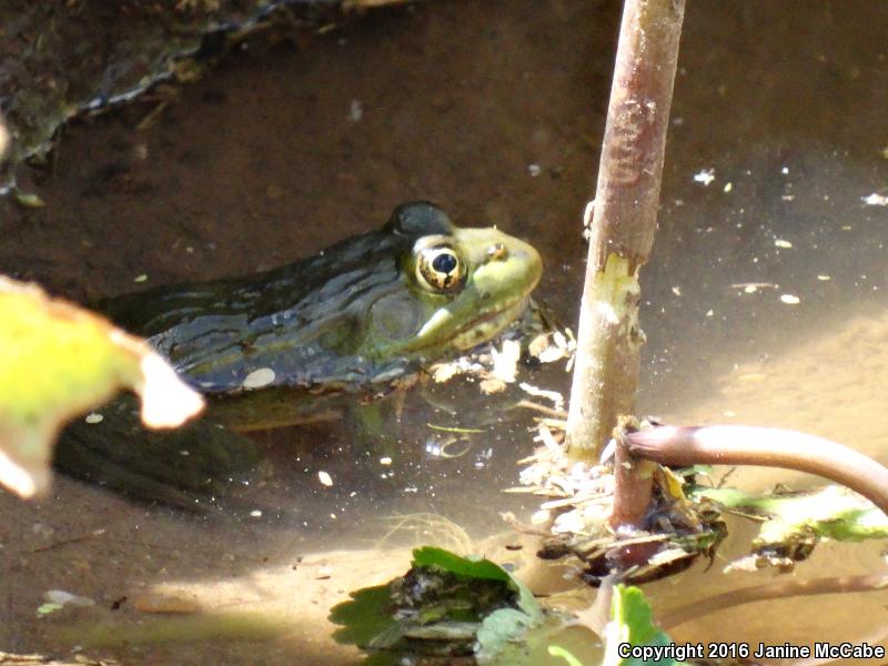 Chiricahua Leopard Frog (Lithobates chiricahuensis)