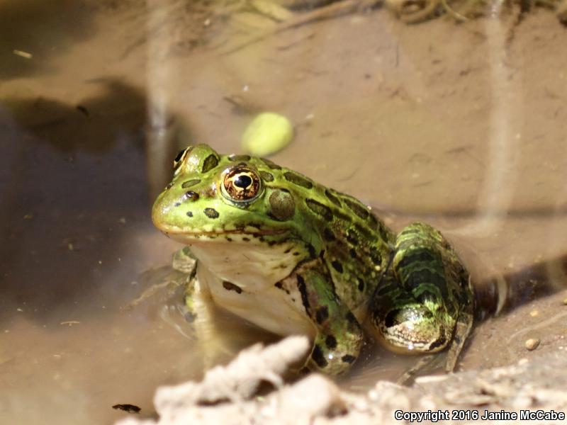 Chiricahua Leopard Frog (Lithobates chiricahuensis)