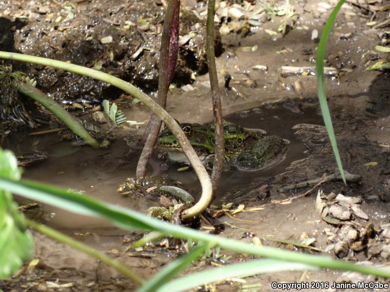 Chiricahua Leopard Frog (Lithobates chiricahuensis)