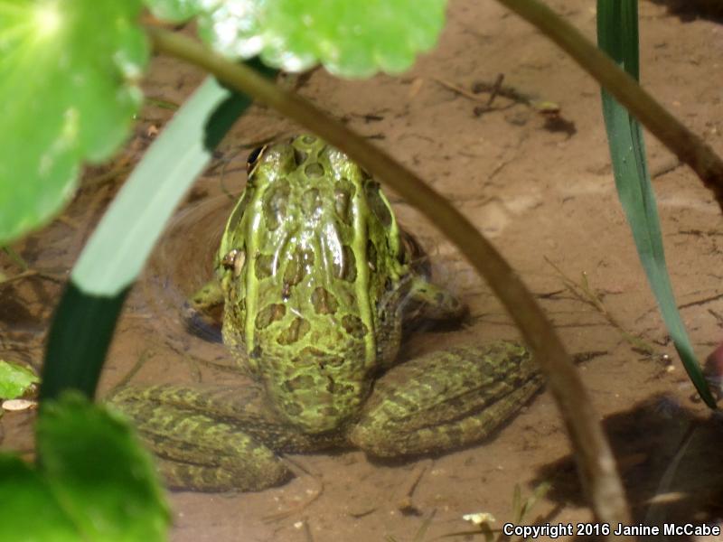 Chiricahua Leopard Frog (Lithobates chiricahuensis)