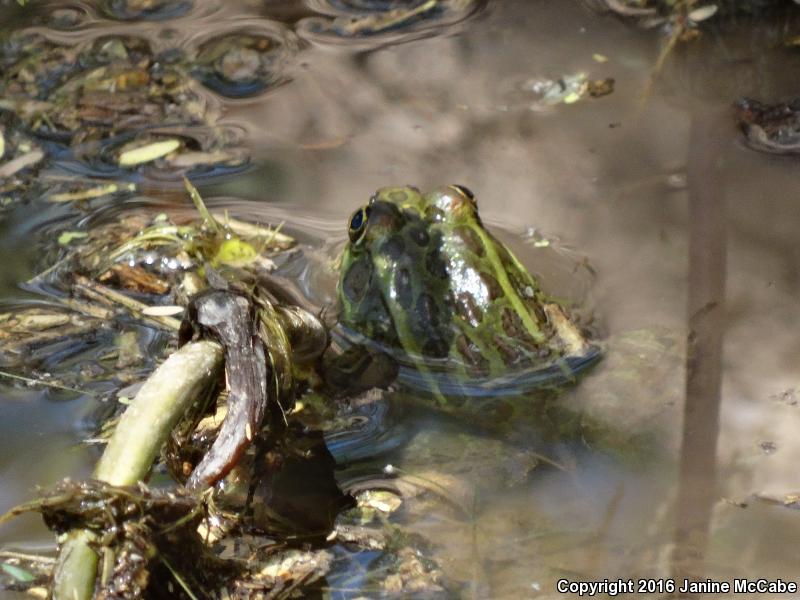 Chiricahua Leopard Frog (Lithobates chiricahuensis)