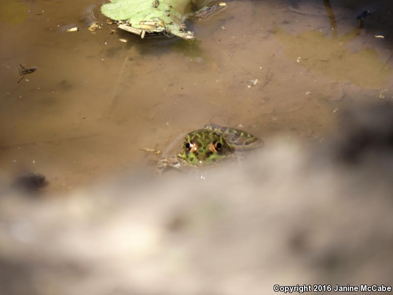 Chiricahua Leopard Frog (Lithobates chiricahuensis)