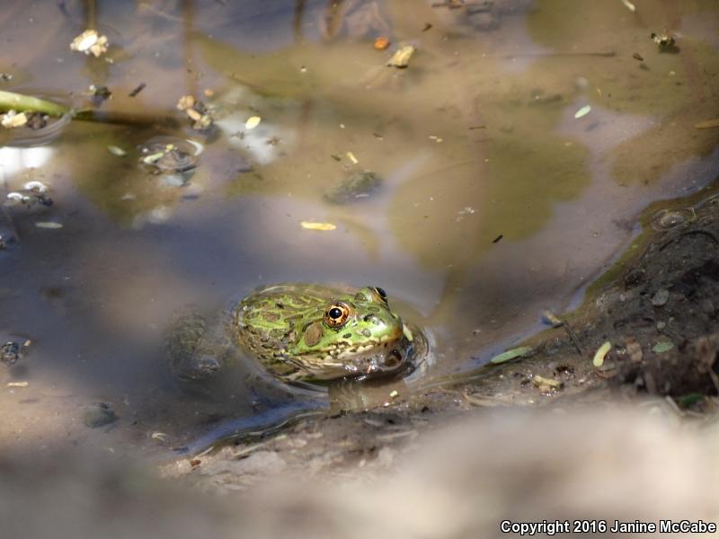 Chiricahua Leopard Frog (Lithobates chiricahuensis)