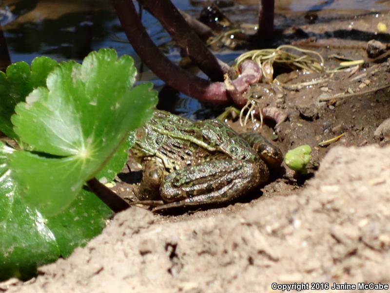 Chiricahua Leopard Frog (Lithobates chiricahuensis)