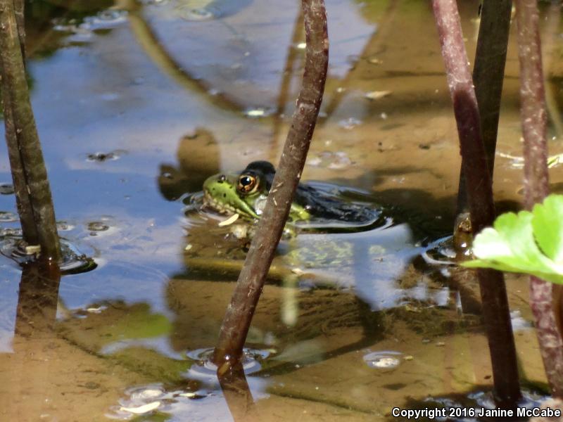 Chiricahua Leopard Frog (Lithobates chiricahuensis)