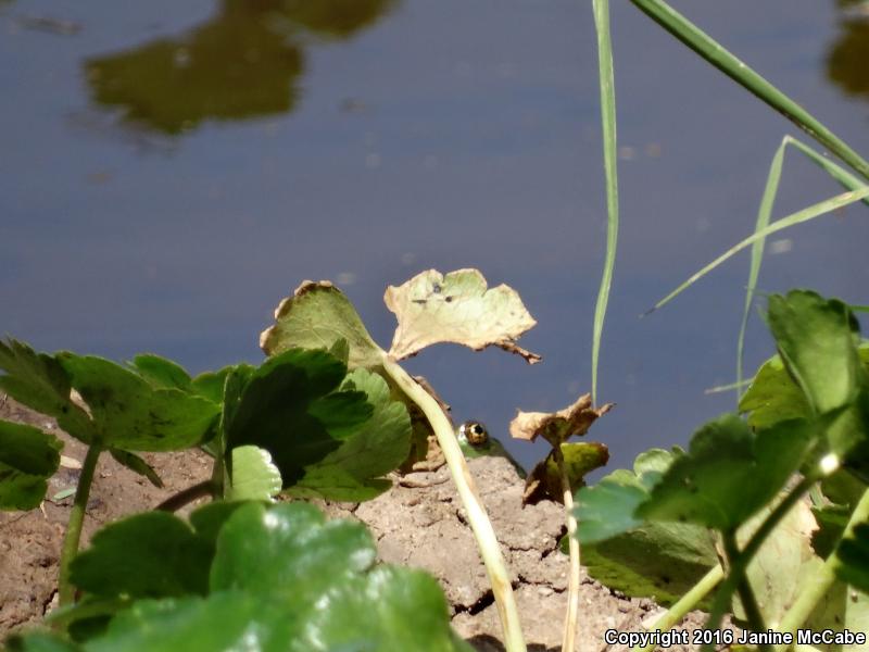 Chiricahua Leopard Frog (Lithobates chiricahuensis)