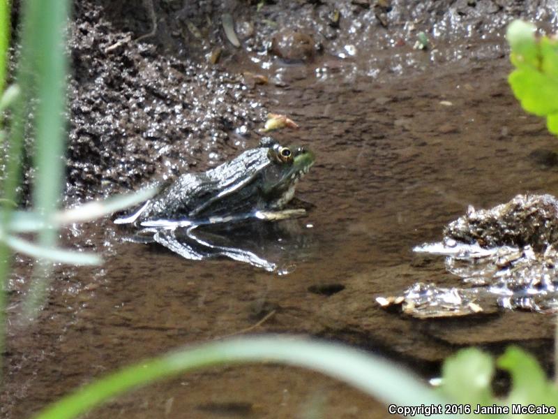 Chiricahua Leopard Frog (Lithobates chiricahuensis)