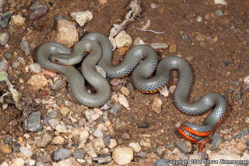 Regal Ring-necked Snake (Diadophis punctatus regalis)