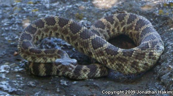 Southern Pacific Rattlesnake (Crotalus oreganus helleri)