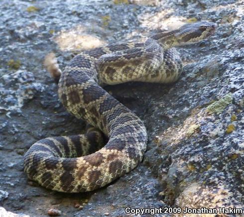 Southern Pacific Rattlesnake (Crotalus oreganus helleri)