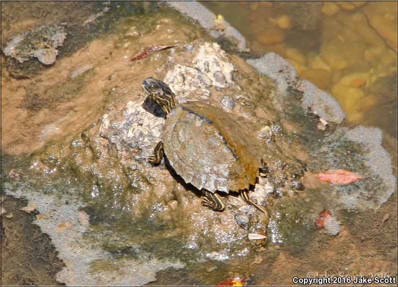 Alabama Map Turtle (Graptemys pulchra)