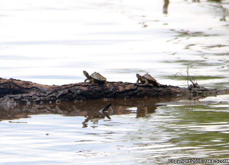 Alabama Map Turtle (Graptemys pulchra)