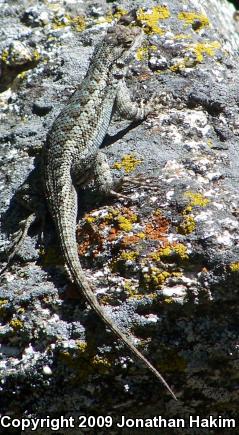 Great Basin Fence Lizard (Sceloporus occidentalis longipes)