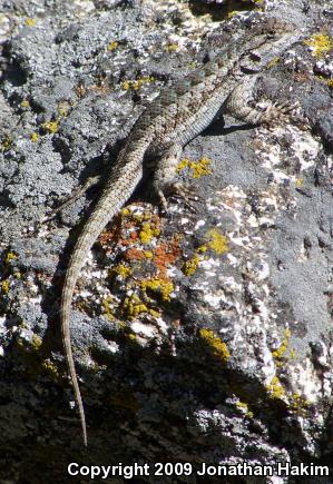 Great Basin Fence Lizard (Sceloporus occidentalis longipes)