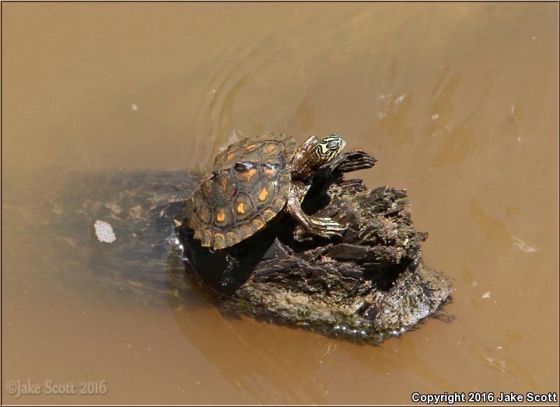 Yellow-blotched Map Turtle (Graptemys flavimaculata)