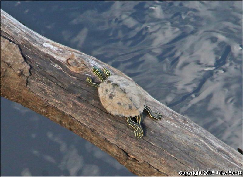 Ringed Map Turtle (Graptemys oculifera)