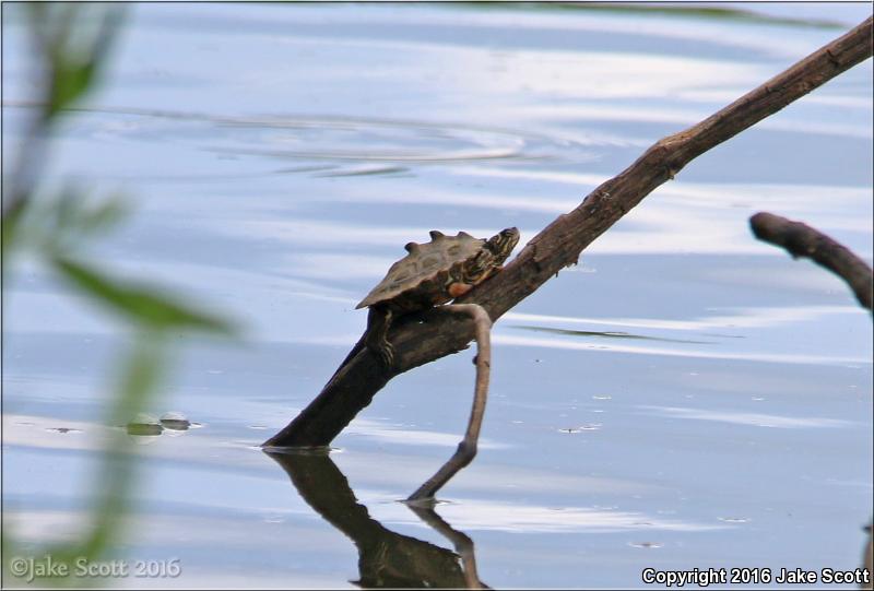 Black-knobbed Map Turtle (Graptemys nigrinoda nigrinoda)