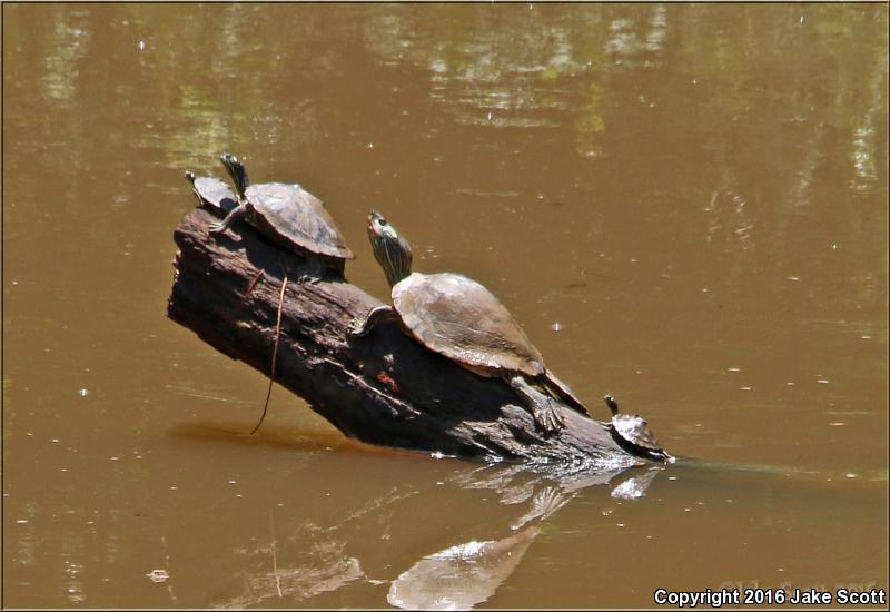 Pascagoula Map Turtle (Graptemys gibbonsi)