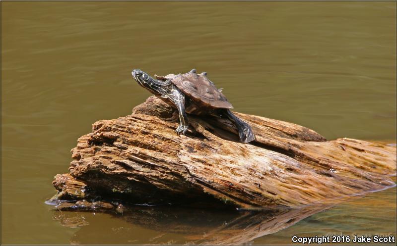 Southern Black-knobbed Map Turtle (Graptemys nigrinoda delticola)