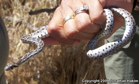 Pacific Gopher Snake (Pituophis catenifer catenifer)