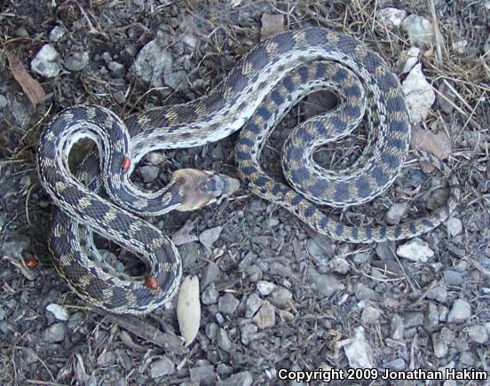 Pacific Gopher Snake (Pituophis catenifer catenifer)