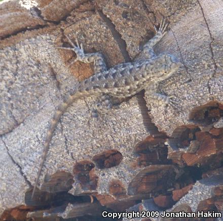 Great Basin Fence Lizard (Sceloporus occidentalis longipes)