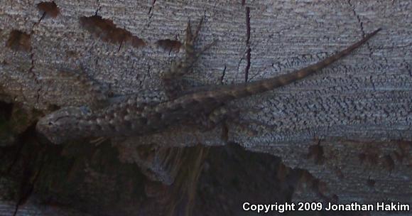 Great Basin Fence Lizard (Sceloporus occidentalis longipes)