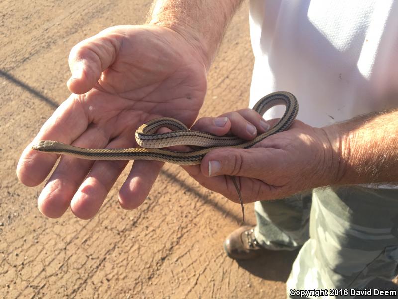 Big Bend Patch-nosed Snake (Salvadora hexalepis deserticola)