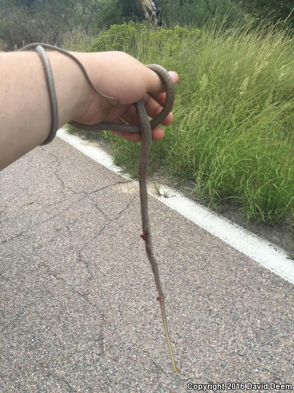 Brown Vinesnake (Oxybelis aeneus)