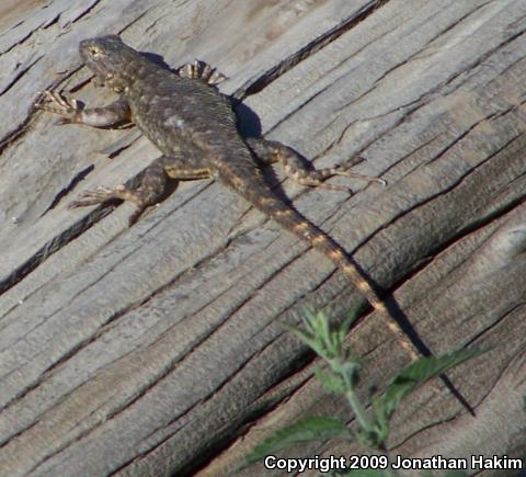 Great Basin Fence Lizard (Sceloporus occidentalis longipes)