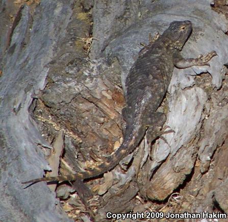 Great Basin Fence Lizard (Sceloporus occidentalis longipes)