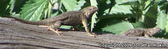 Great Basin Fence Lizard (Sceloporus occidentalis longipes)