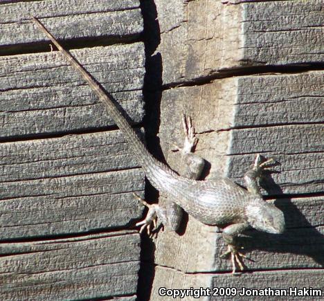 Great Basin Fence Lizard (Sceloporus occidentalis longipes)