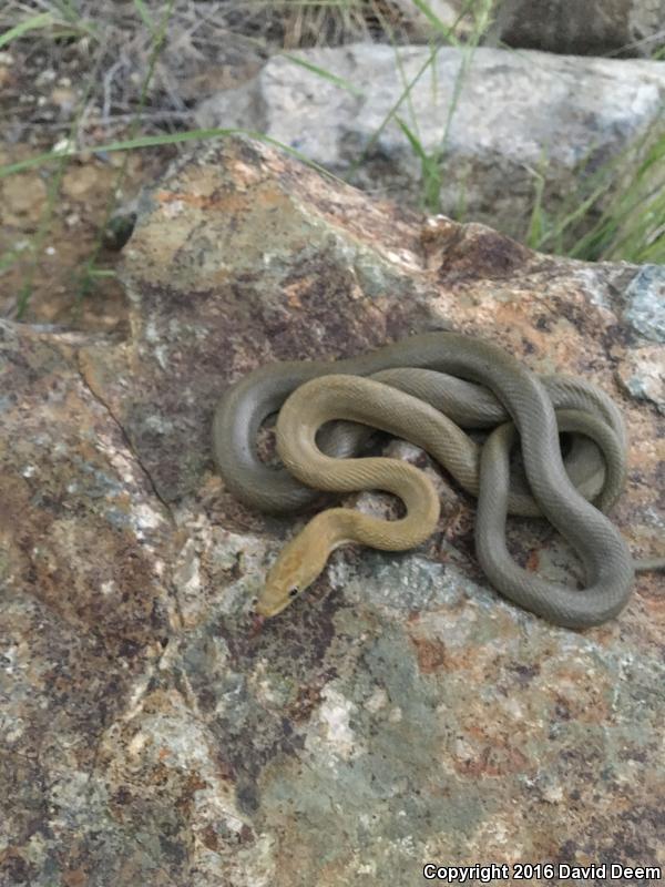 Green Ratsnake (Senticolis triaspis intermedia)