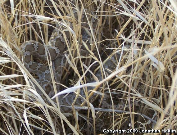 Southern Pacific Rattlesnake (Crotalus oreganus helleri)