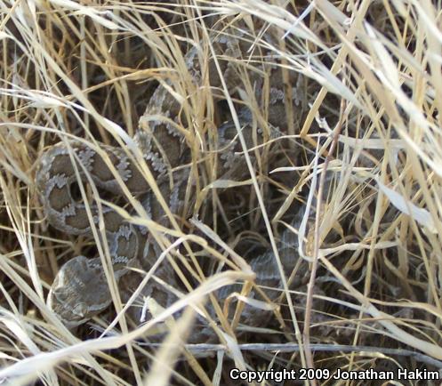 Southern Pacific Rattlesnake (Crotalus oreganus helleri)