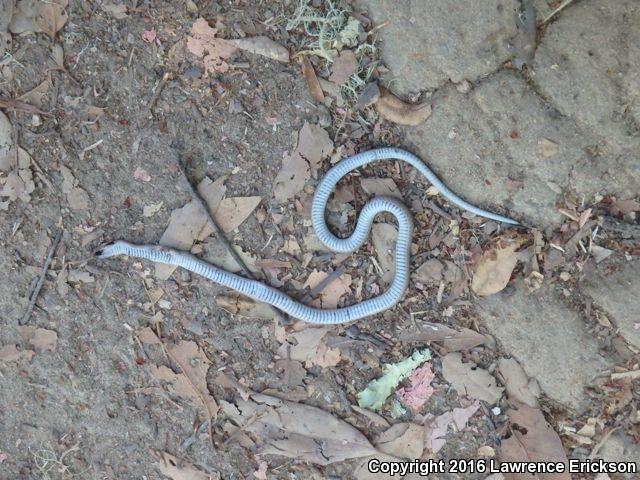 Forest Sharp-tailed Snake (Contia longicaudae)