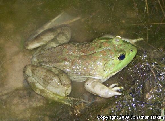 American Bullfrog (Lithobates catesbeianus)