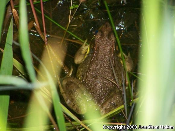 Northern Green Frog (Lithobates clamitans melanota)