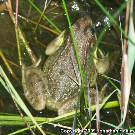 Northern Green Frog (Lithobates clamitans melanota)