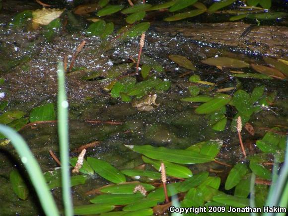 Blanchard's Cricket Frog (Acris crepitans blanchardi)