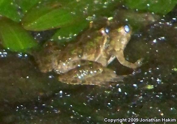 Blanchard's Cricket Frog (Acris crepitans blanchardi)